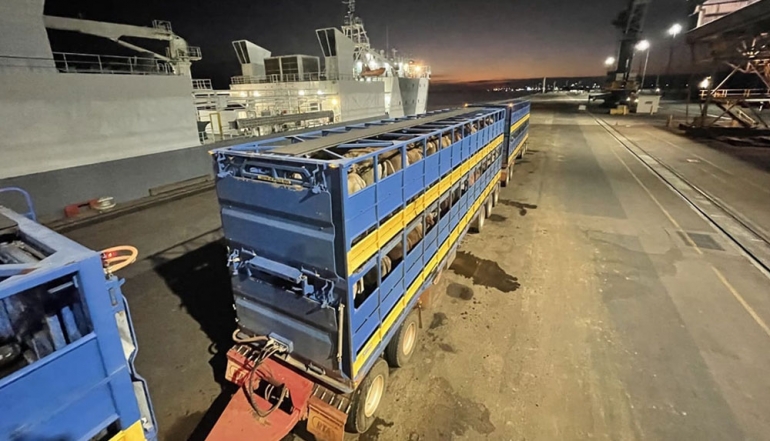 Ramadan Price Controls Slow Cattle Exports, But April Growth Expected