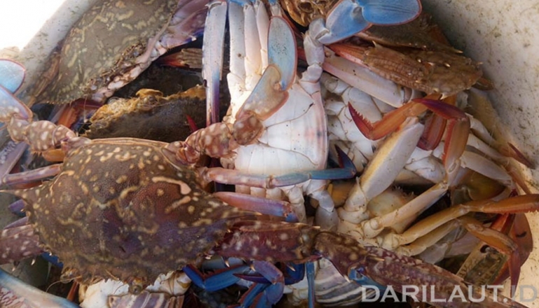 Java Island Emerges as Indonesia&rsquo;s Primary Hub for Blue Swimming Crab Production