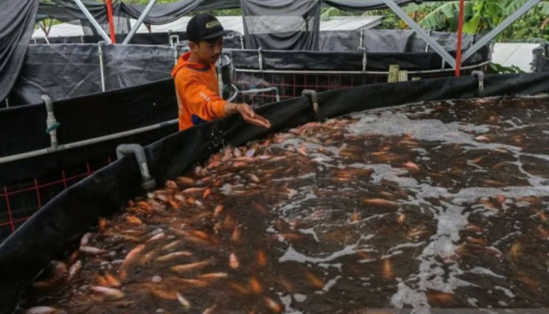 Ministry Highlights Tilapia as Indonesia&rsquo;s New Export Mainstay for US and European Markets