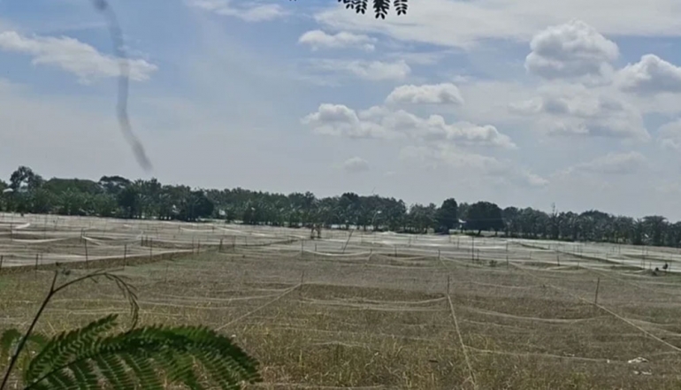 Central Java Rice Production Hits 4 Million Tons as Government Stabilizes Distribution and Pricing