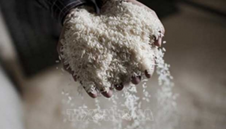Indonesia's Rice Supply to Soar in 2023 with Plans to Import Half a Million Tonnes