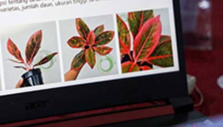 Kediri's Ornamental Plant Enthusiasts Encouraged to Export to Reap Opportunity