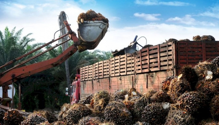 Indonesia&rsquo;s Palm Oil Production Reaches 31 Million Tons in 2025