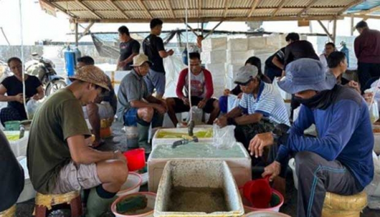 LPEI Involve 2000 Farmers Successfully Export Buleleng Milkfish Abroad