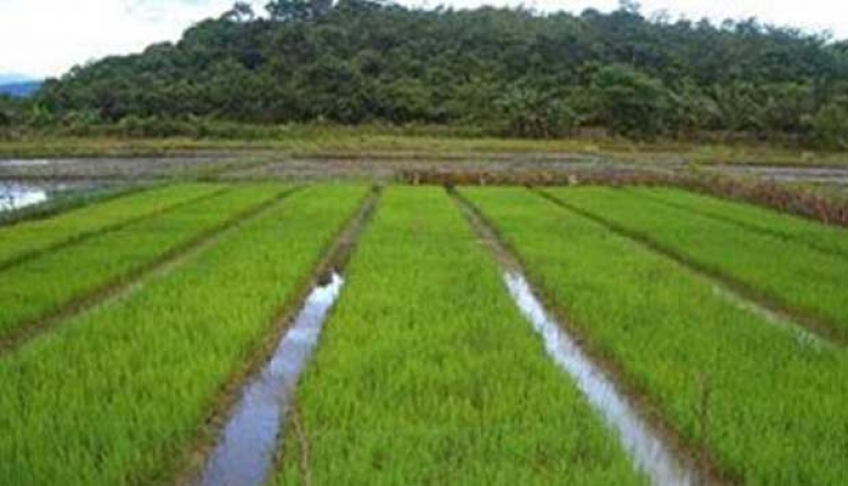 Ministry of Agriculture Collaborates with Regional Leaders to Safeguard Food Security