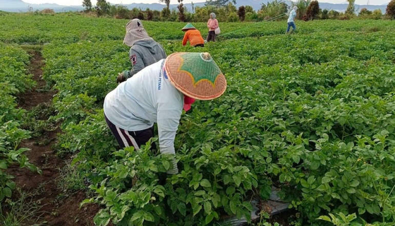 Potato Downstreaming Becomes Key to Increasing Farmer Value-Add in Kerinci