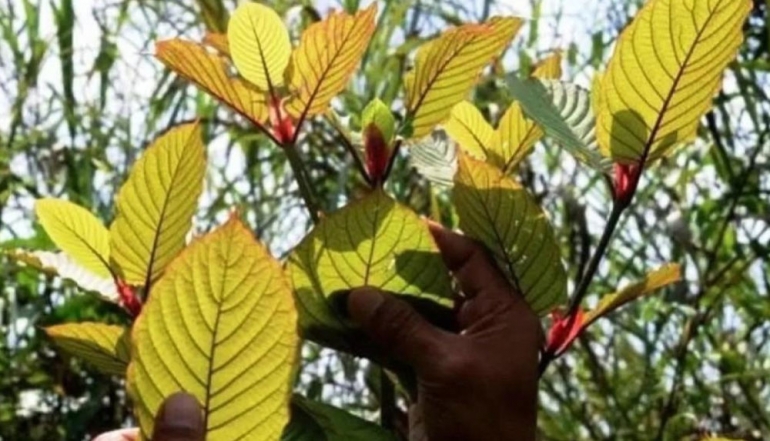 Kutai Kartanegara Solidifies Position as Major Kratom Exporter to US and Europe
