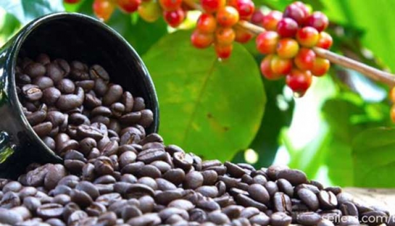 Flores Coffee Takes Indonesia to the Global Stage