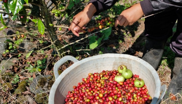 Indonesian Coffee and Spice Exports Surge Drastically Driven by High International Demand