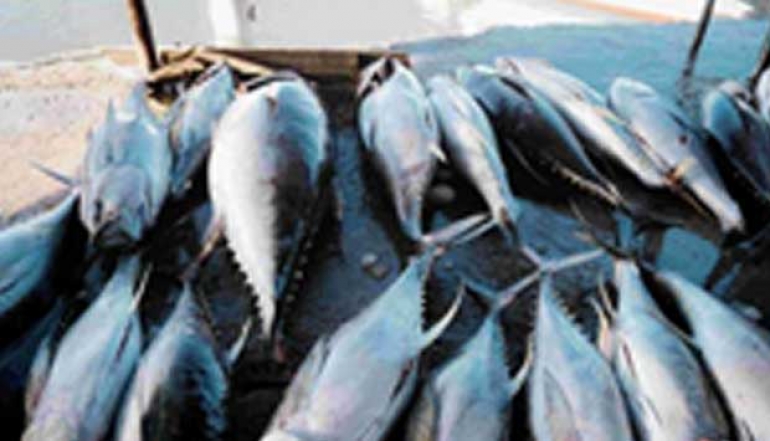 Boosting Value-Add in Marine Products, Ministry of Industry Establishes Fish Processing SME Hub