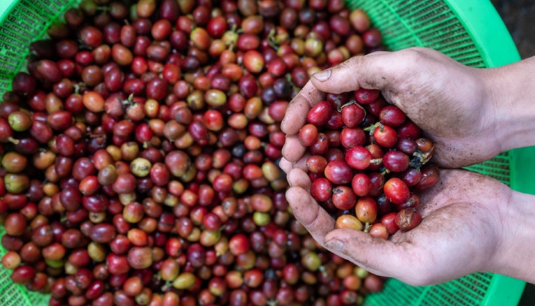 Indonesian Coffee Sector Accelerates with USD 10.8 Million Potential Export Deals in Europe