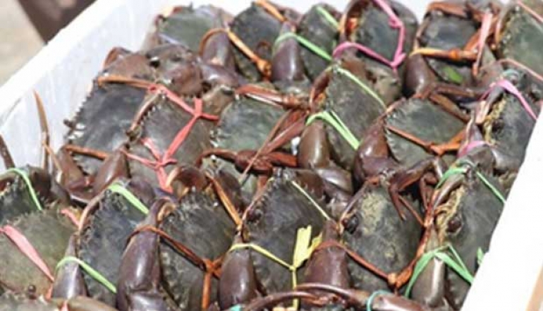 Dozens of Kilograms of Crabs from Balikpapan Headed for Singapore Market