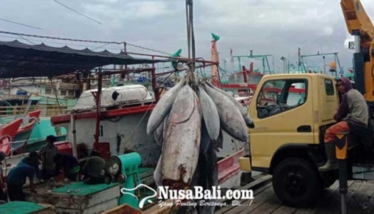 Tuna 'King' of Bali Fishery Exports