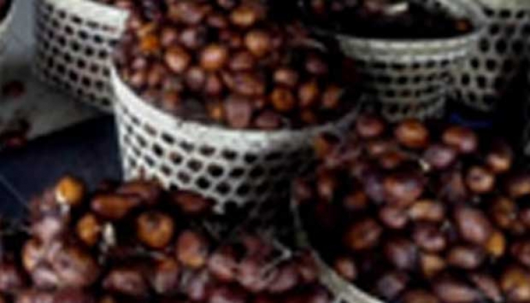 The Promising Economic Potential of Salak Cultivation in Indonesia