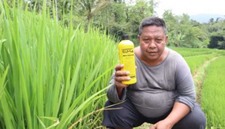 EM-Based Organic Agriculture Yields Abundant and Healthy Food