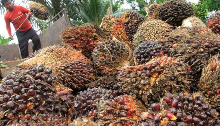 Indonesia Controls Over 60% of Global Palm Oil Market