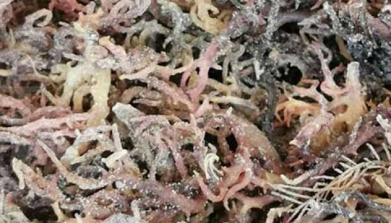 Asia Sejahtera Mina (AGAR) Exports Up to 22,000 Tons of Seaweed Annually