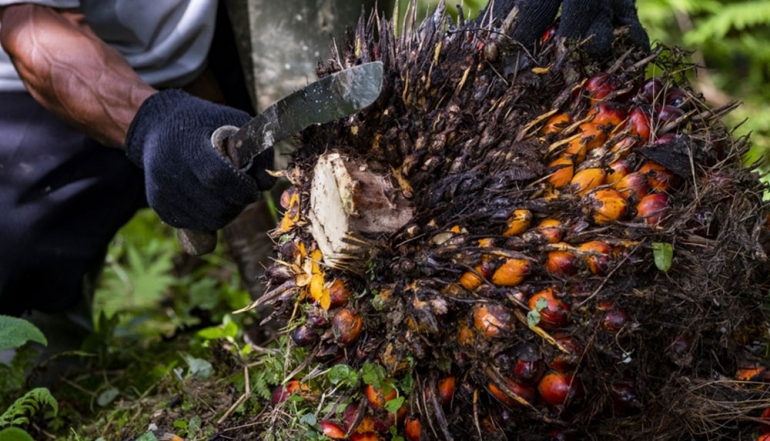 EUDR Compliance and Palm Oil Traceability Become Decisive Factors for European Market Access