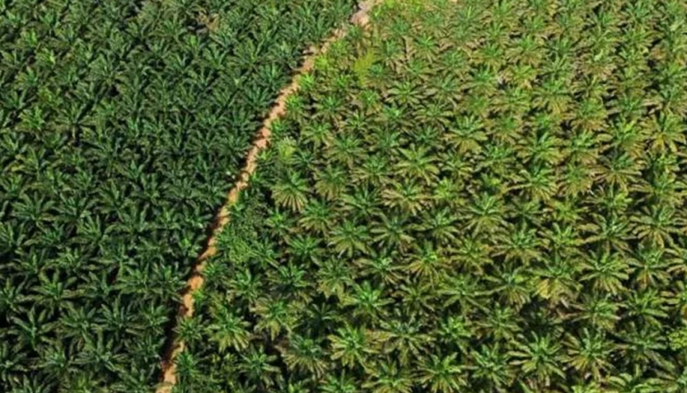 Indonesia Distributes USD 648 Million in Subsidies to Boost Palm Oil Replanting