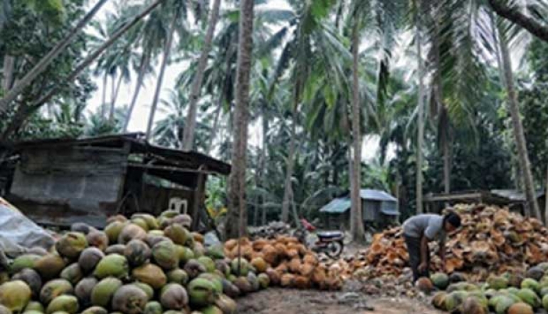 Indonesian Government Encourages Coconut Processing Diversification
