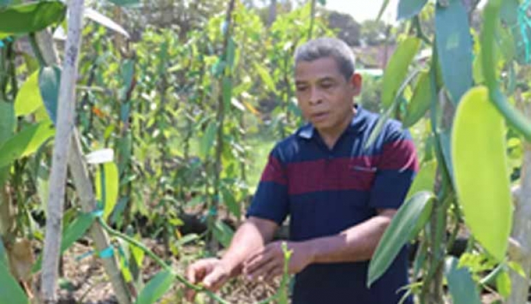 Organic Vanilla from NTB Penetrates the US Market