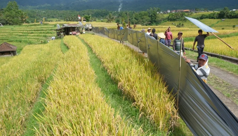 Indonesia Pushes ASEAN Cooperation on Food and Energy Security