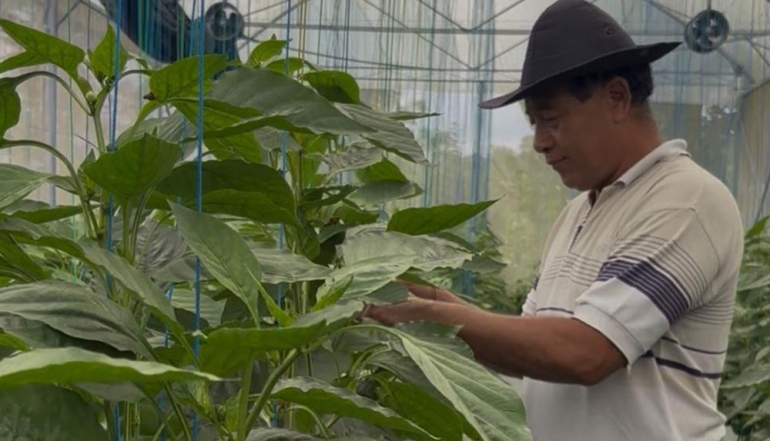 Bali&rsquo;s Organic Bell Peppers Successfully Enter Premium International Markets