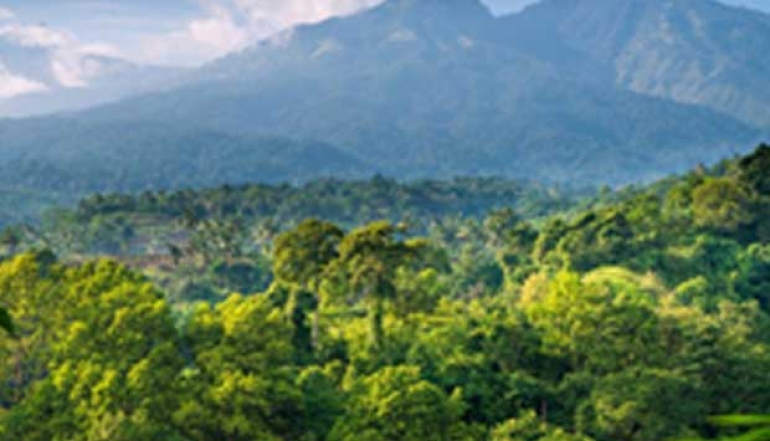 Efforts to Boost the Performance of Forest Product Exports Persist