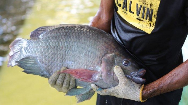 Ministry of Maritime Affairs and Fisheries Develops Saline Tilapia Cultivation Cluster in Karawang