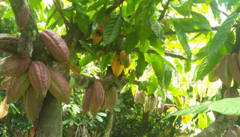 Indonesian Cocoa Sector Accelerates as Trade Ministry Targets European Expansion via IEU-CEPA