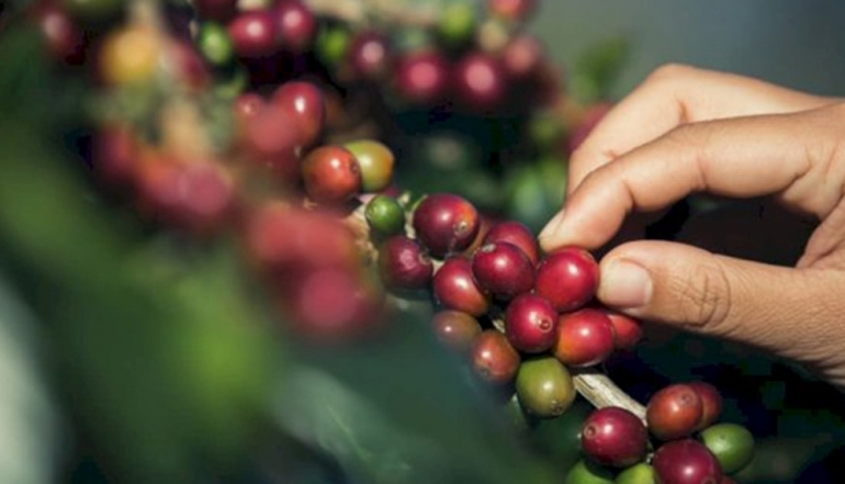 Indonesian Coffee Exports Hit 1.63 Billion USD as Ministry Accelerates Downstream Industry