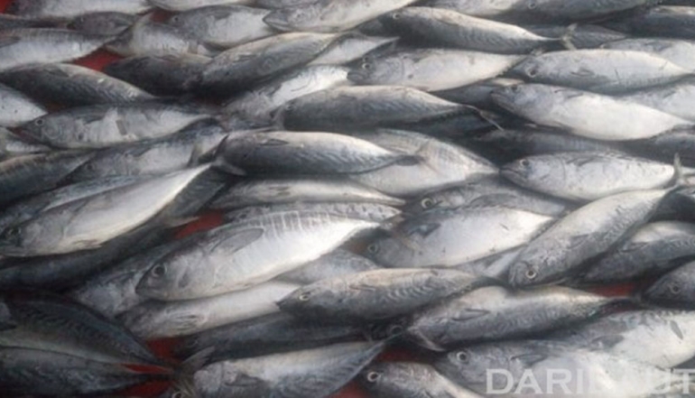 Gorontalo's Fishery Exchange Values See Strong Growth in February 2026
