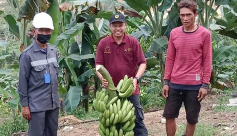 East Kutai Export 40 Tons of Grecek Banana to Japan, Regional Marketing Reaches Surabaya and Bali