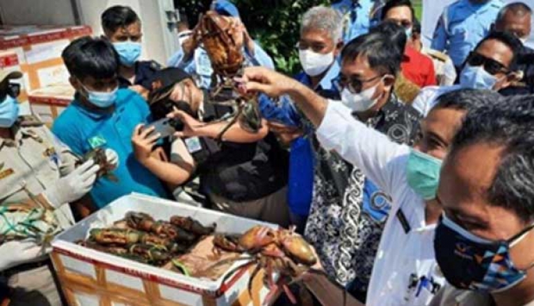 The Ambon Fish Quarantine and Quality Control Center Facilitate The Export of 1.7 Tons of Mud Crabs to Singapore