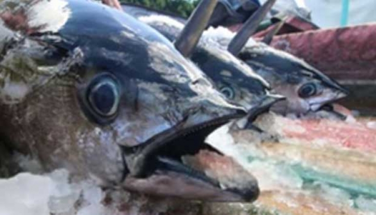 100 Tons of Best-Quality Yellow Fin Tuna from Papua Exported to Japan