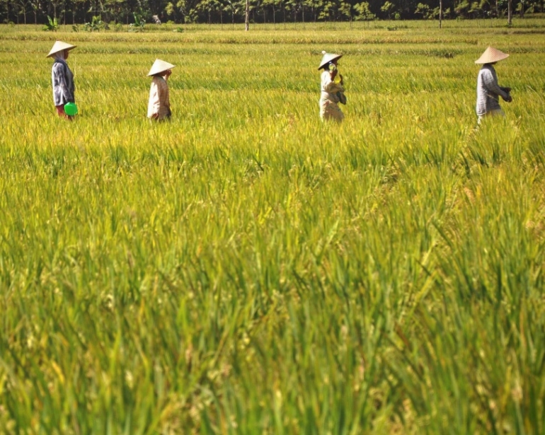 The economy of West Nusa Tenggara (NTB) in 2023 is predicted to increase by 5.9%, the Agriculture and Construction Sectors are the Main Pillars