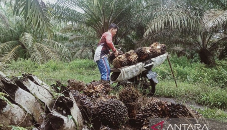 Indonesia&rsquo;s CPO Exports Strengthen, Solidifying Its Position as the Global Palm Oil Leader