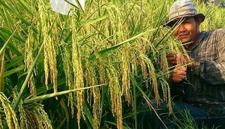 Aceh's Q1-2023 Rice Production Hits 362,355 Tons