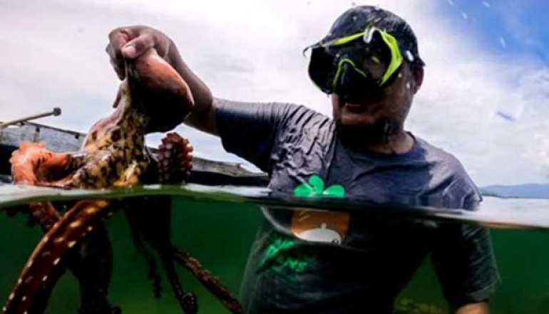 190 Tons of Octopus from Simeulue Exported to Japan