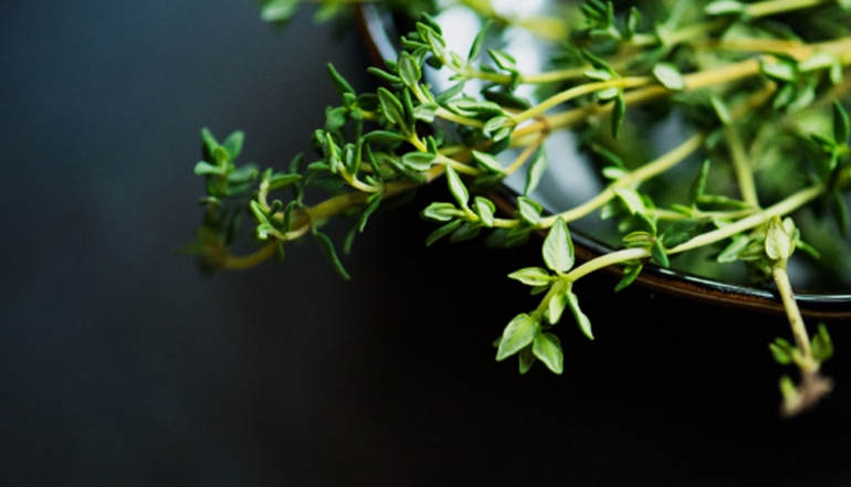 Indonesian Thyme Gains Global Traction as Japan and Italy Compete for Supply