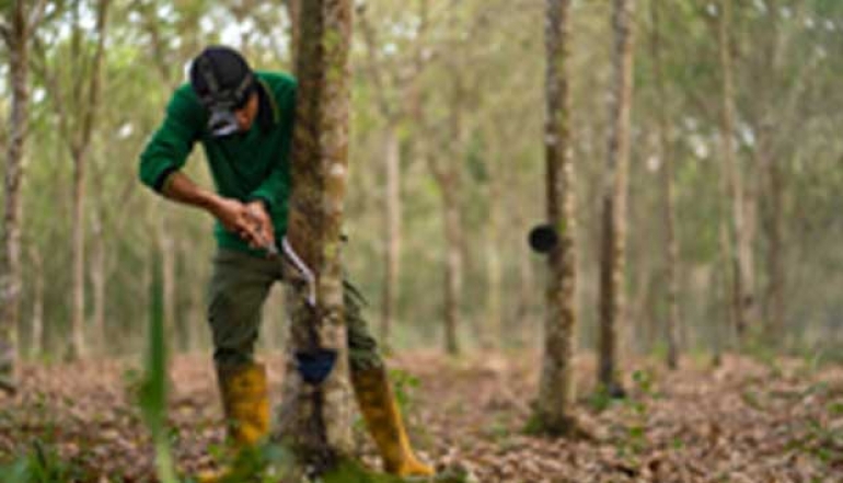 Policy Relaxations Implemented to Drive Agricultural and Forestry Product Exports