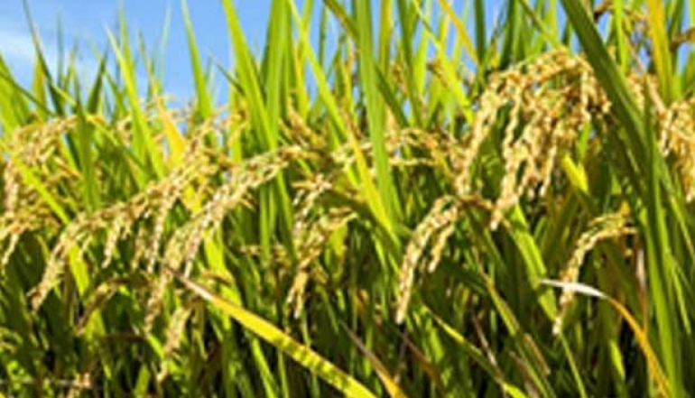 Deputy Minister of Agriculture Encourages Local Governments to Maintain Agricultural Productivity: A Visit to the Harvest in Karawang