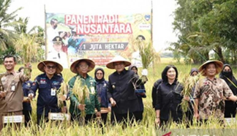 OKU Timur is targeting a million tons of Nusantara rice harvest in 2023