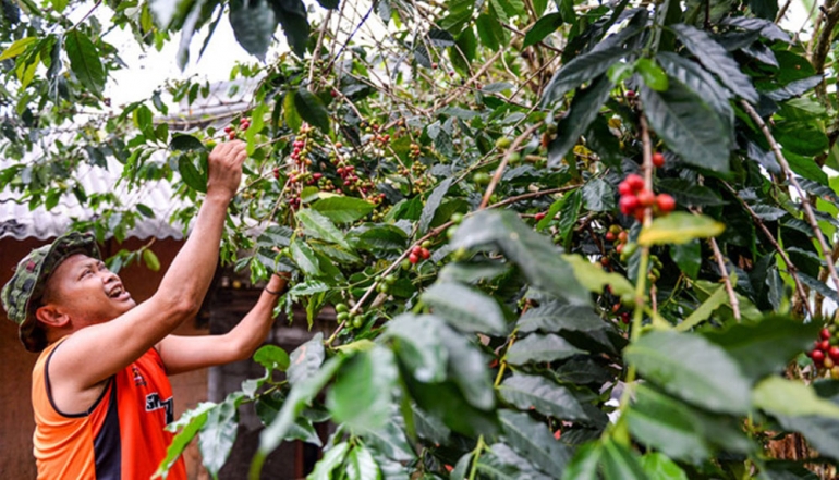 National Coffee Production Projected to Reach 834,000 Tons in 2026