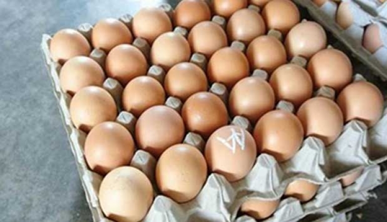 Penetrating the World Market, Indonesia Exports Chicken Eggs to Singapore Worth IDR 1.15 Billion