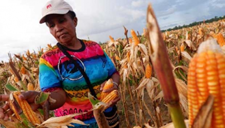 Ministry of Agriculture to Reallocate IDR 421 Billion Special Allocation Fund for Food Estate