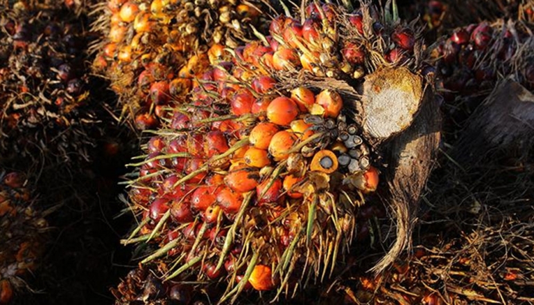 Indonesia Links Rising CPO Prices to Upcoming B50 Biodiesel Program