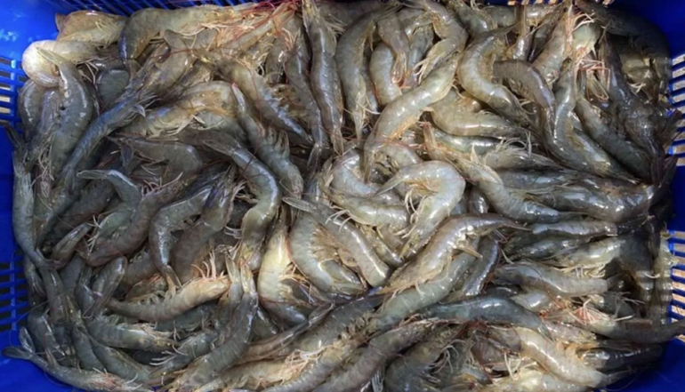Indonesia Implements Cesium-137 Free Certification for Shrimp Exports to the US