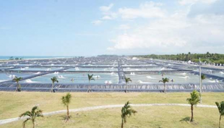 Impressive! Giant Prawn Farm in Kebumen Harvests Tens of Tons per Hectare
