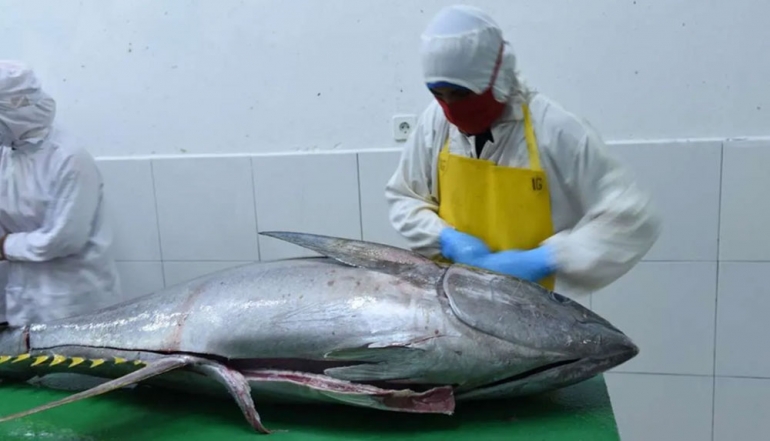 Indonesia&rsquo;s Tuna Industry Shifts Toward Higher-Value Economic Growth